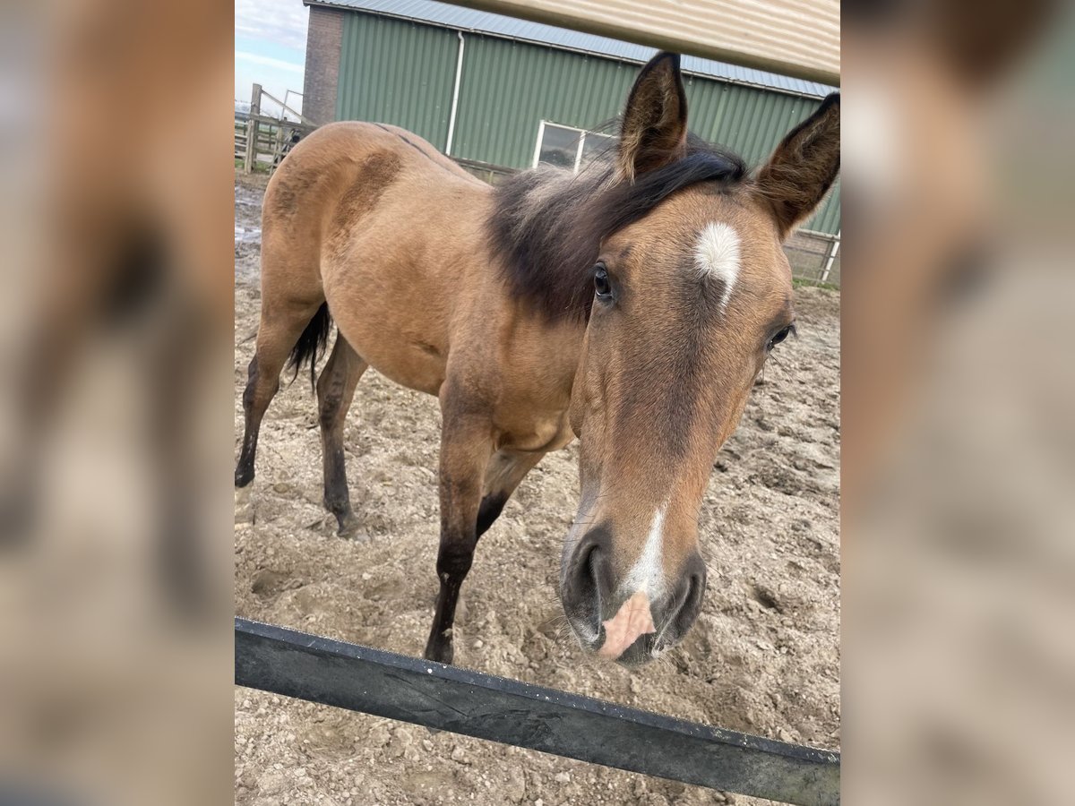 Paint Horse Merrie 1 Jaar 150 cm Buckskin in Kortenhoef