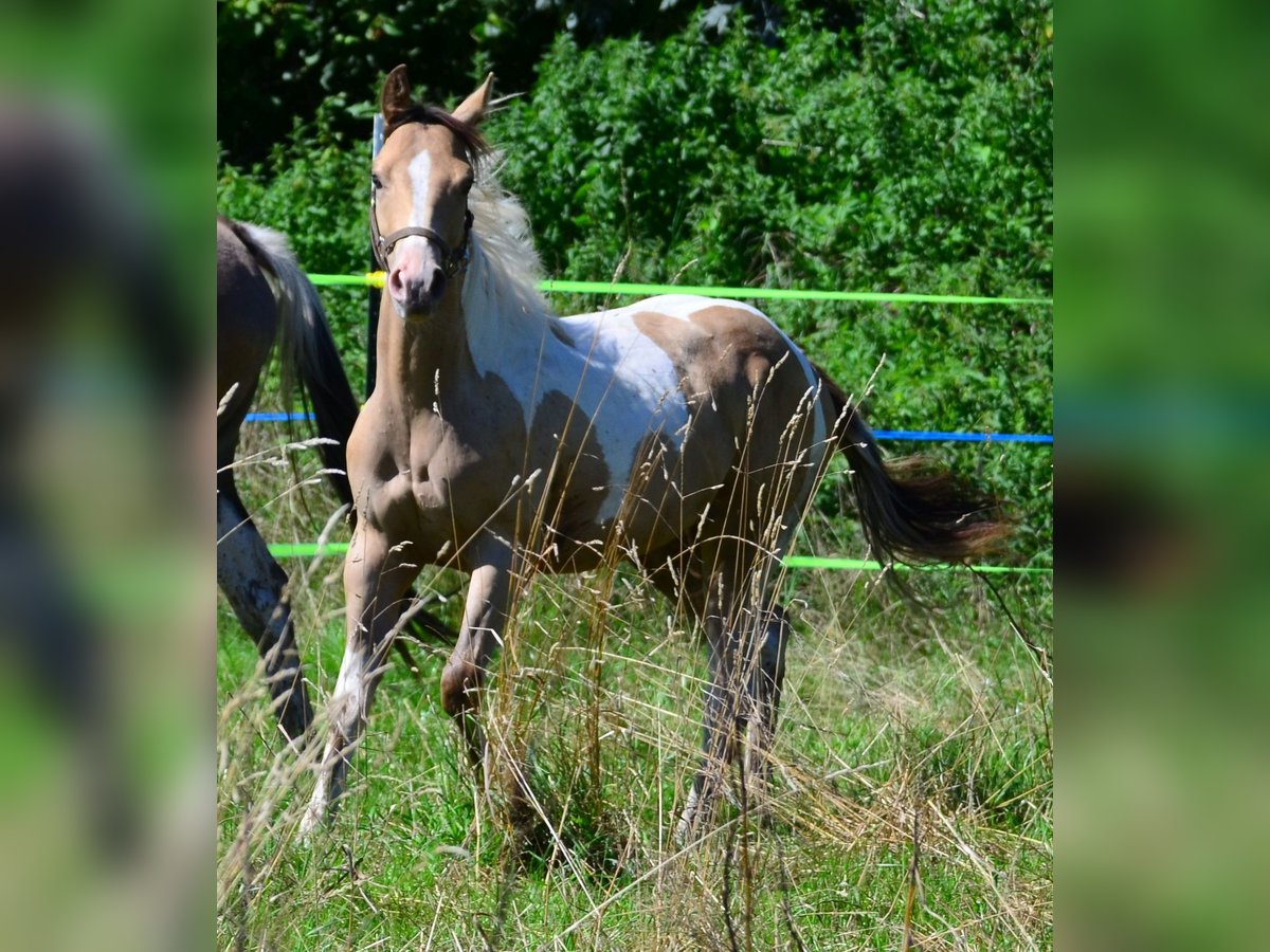 Paint Horse Merrie 1 Jaar 150 cm Champagne in Buchbach