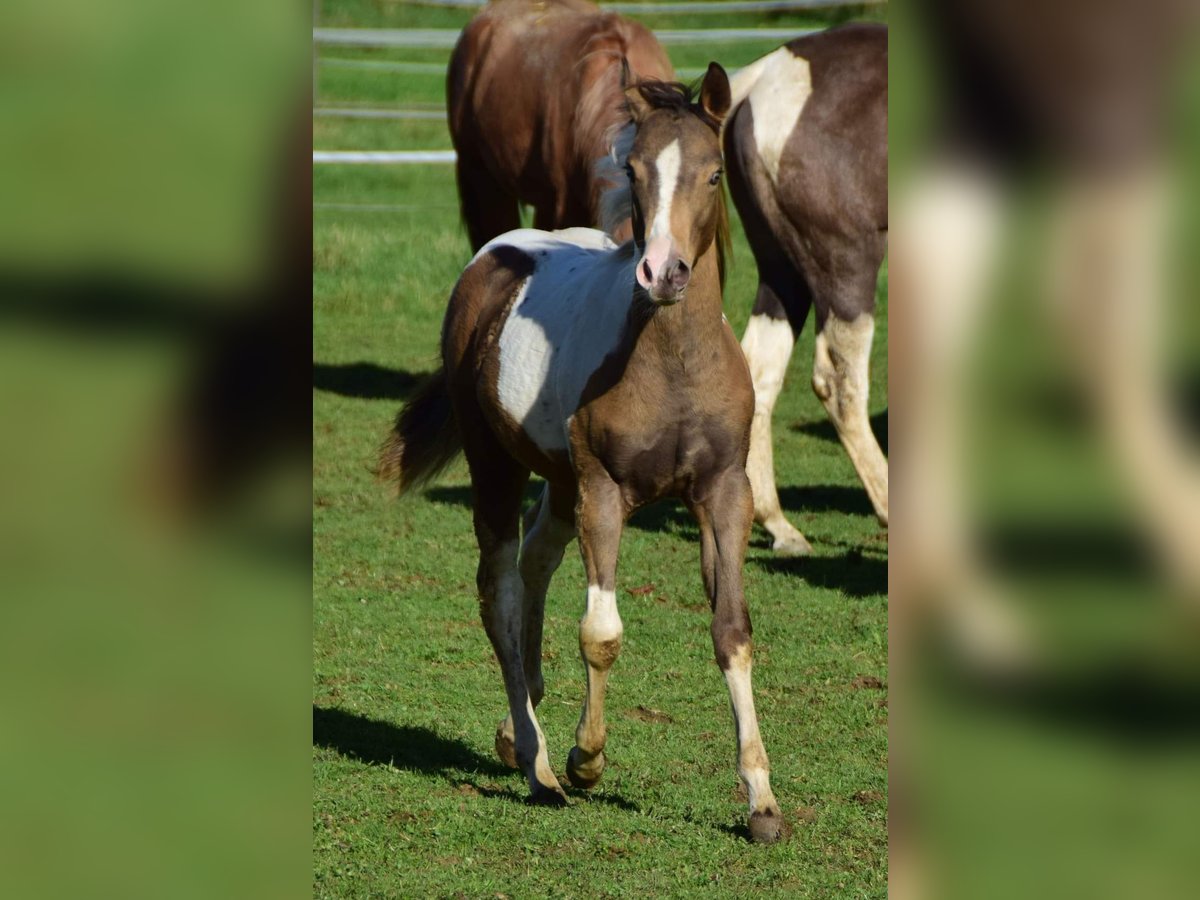 Paint Horse Merrie 1 Jaar 150 cm Champagne in Buchbach