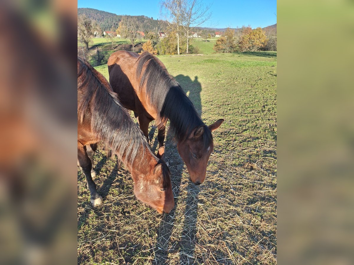 Paint Horse Merrie 1 Jaar 150 cm Donkerbruin in Balingen