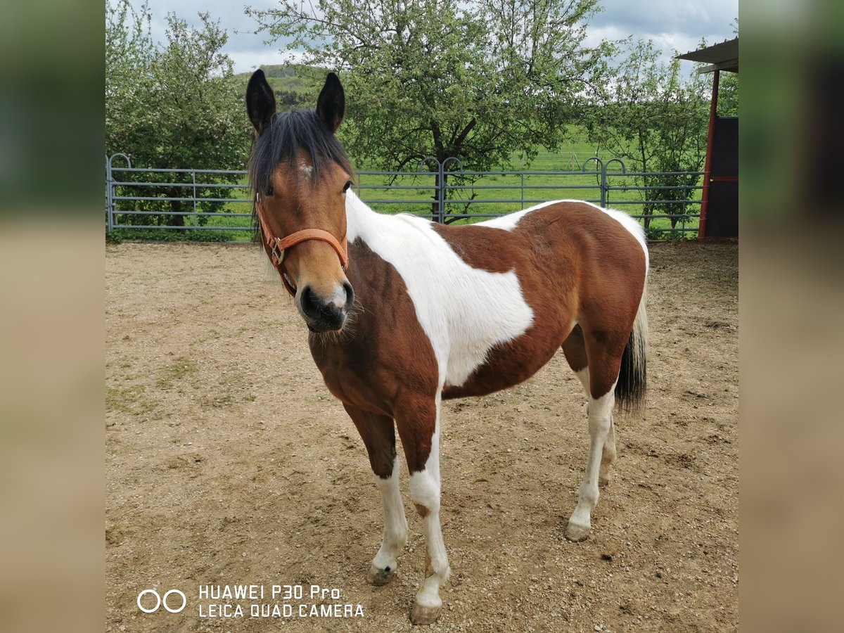 Paint Horse Merrie 1 Jaar 150 cm Gevlekt-paard in Betteldorf