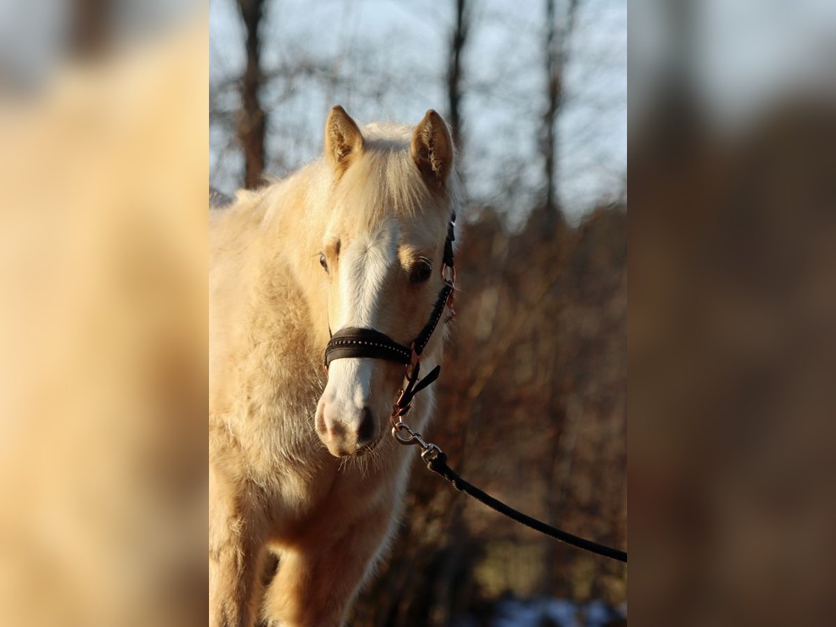 Paint Horse Merrie 1 Jaar 150 cm Palomino in Hellenthal