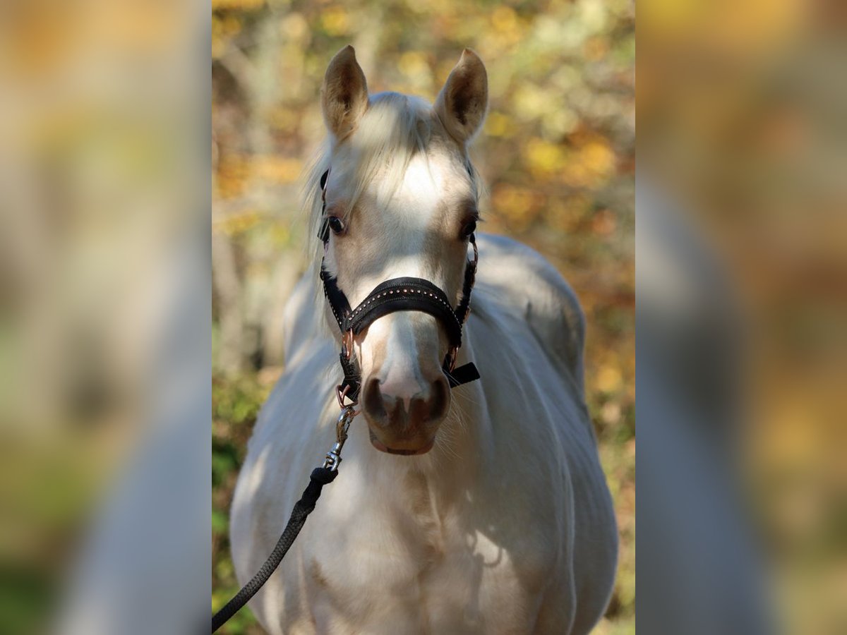 Paint Horse Merrie 1 Jaar 150 cm Palomino in Hellenthal