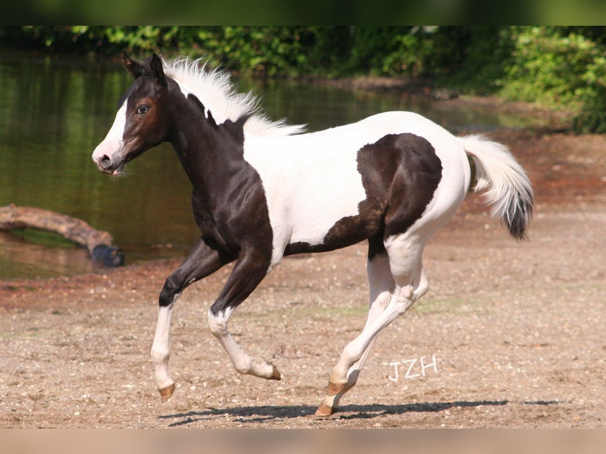 Paint Horse Merrie 1 Jaar 150 cm in Düsseldorf