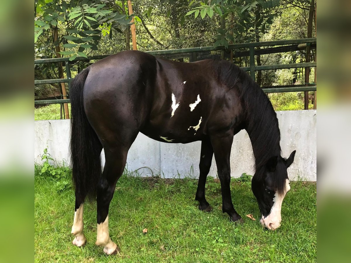 Paint Horse Merrie 1 Jaar 151 cm Overo-alle-kleuren in Bebra