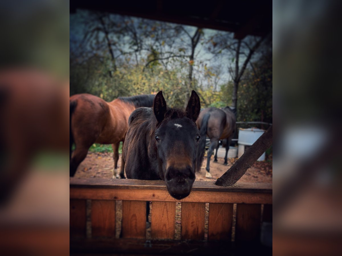 Paint Horse Merrie 1 Jaar 152 cm Donkerbruin in Mühlhausen