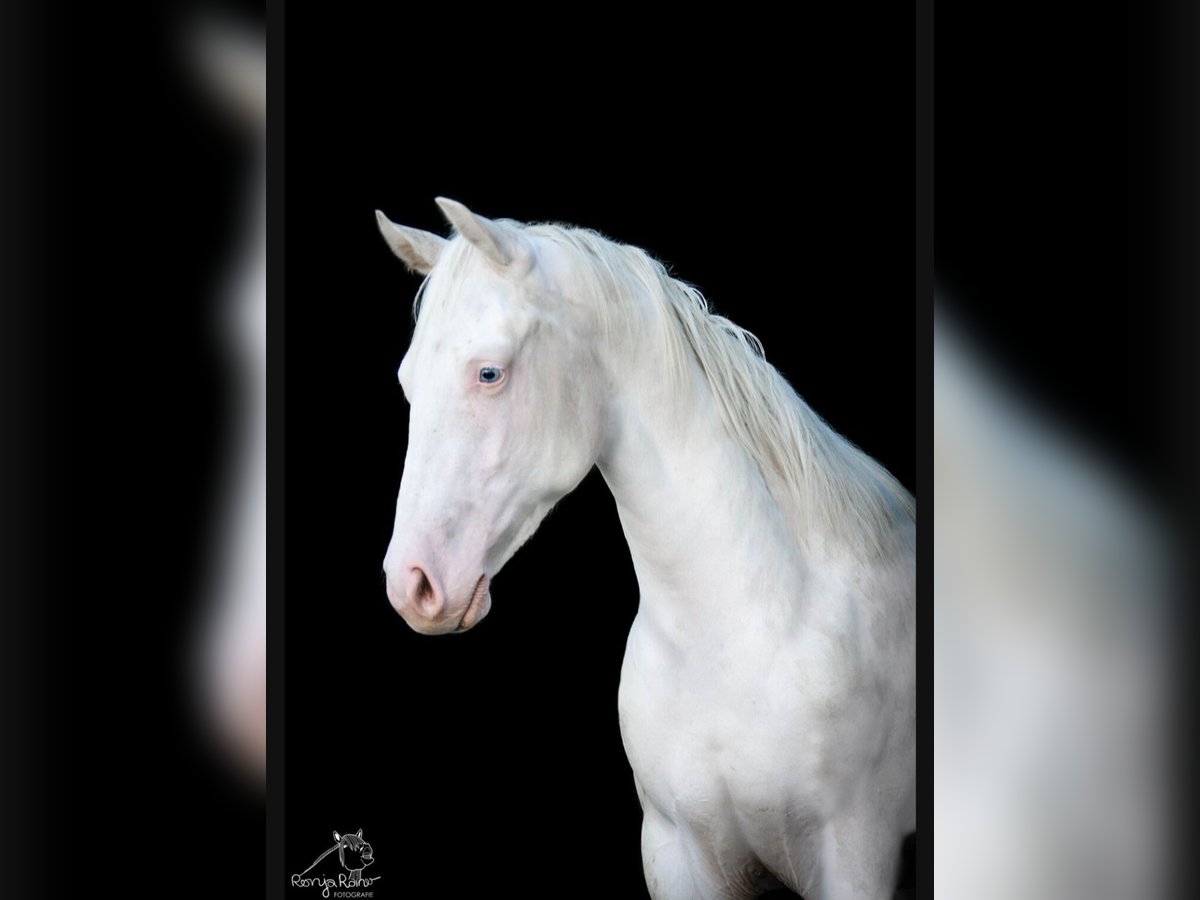 Paint Horse Merrie 1 Jaar 152 cm Gevlekt-paard in Danstedt