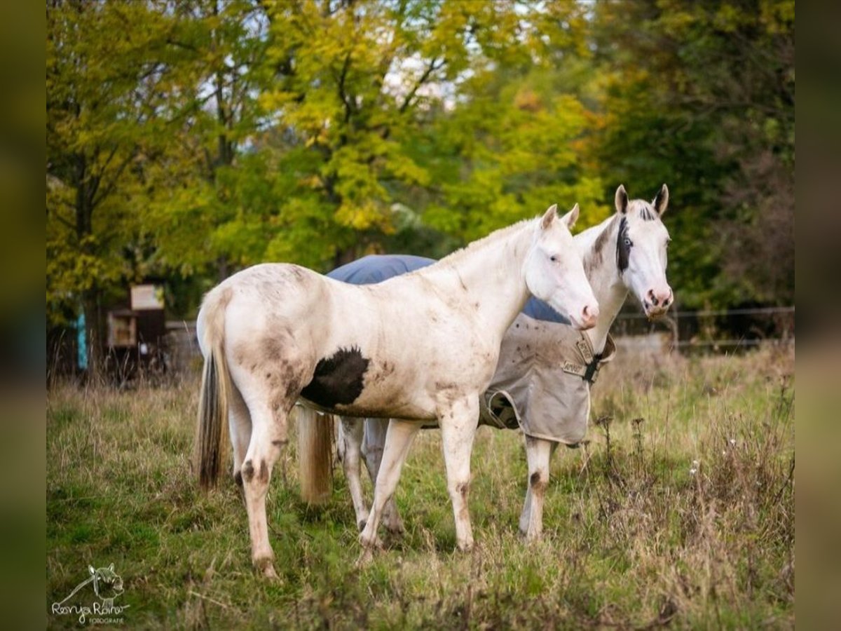 Paint Horse Merrie 1 Jaar 152 cm Gevlekt-paard in Danstedt