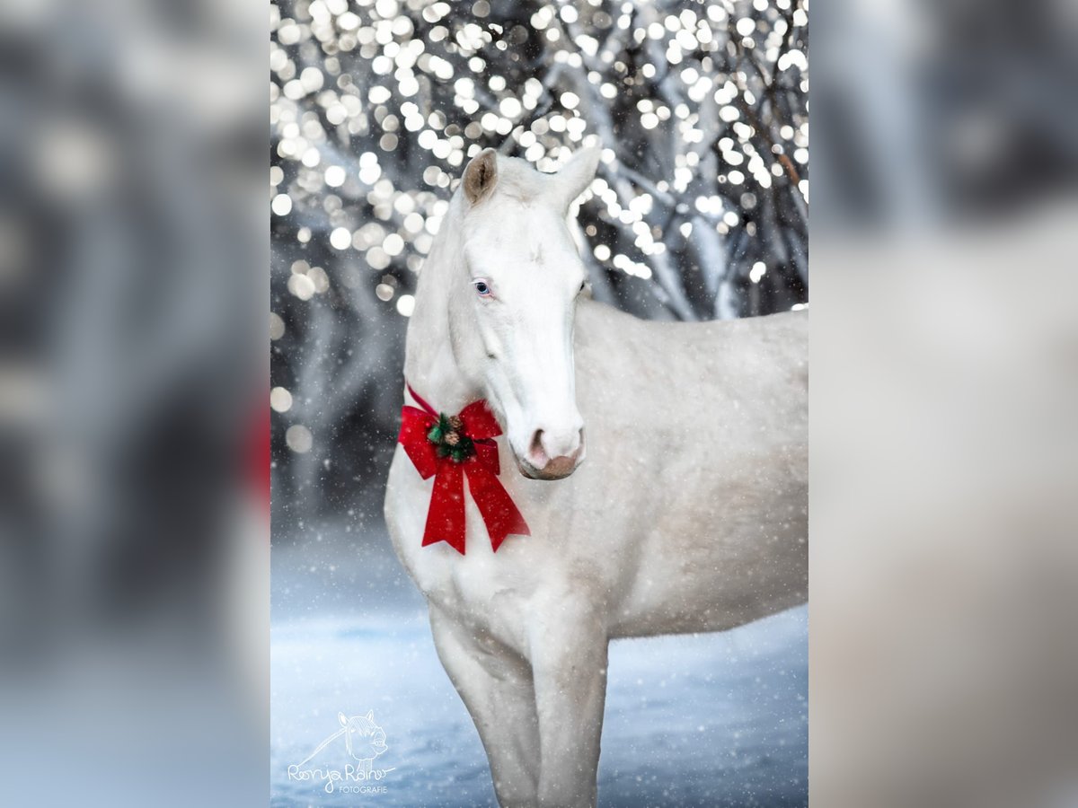 Paint Horse Merrie 1 Jaar 152 cm Gevlekt-paard in Danstedt