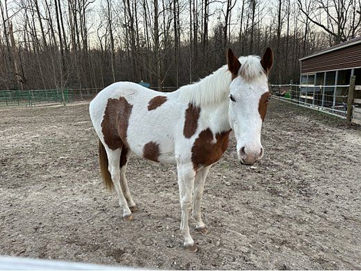 Paint Horse Merrie 1 Jaar 152 cm Roodvos in Rhelonie