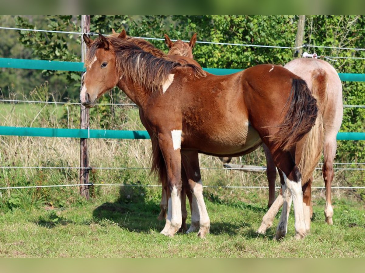 Paint Horse Merrie 1 Jaar 152 cm Tobiano-alle-kleuren in Hellenthal