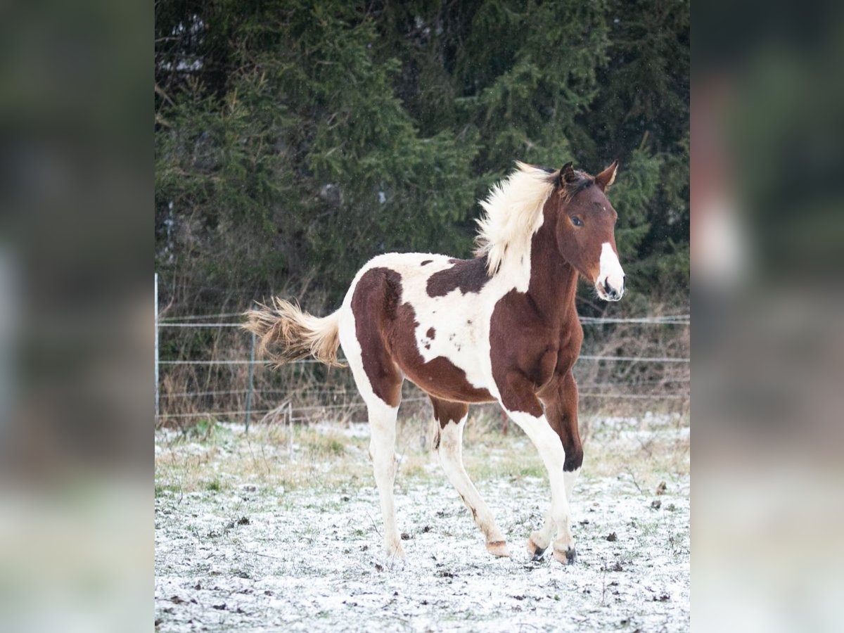 Paint Horse Merrie 1 Jaar 152 cm Tobiano-alle-kleuren in Danstedt