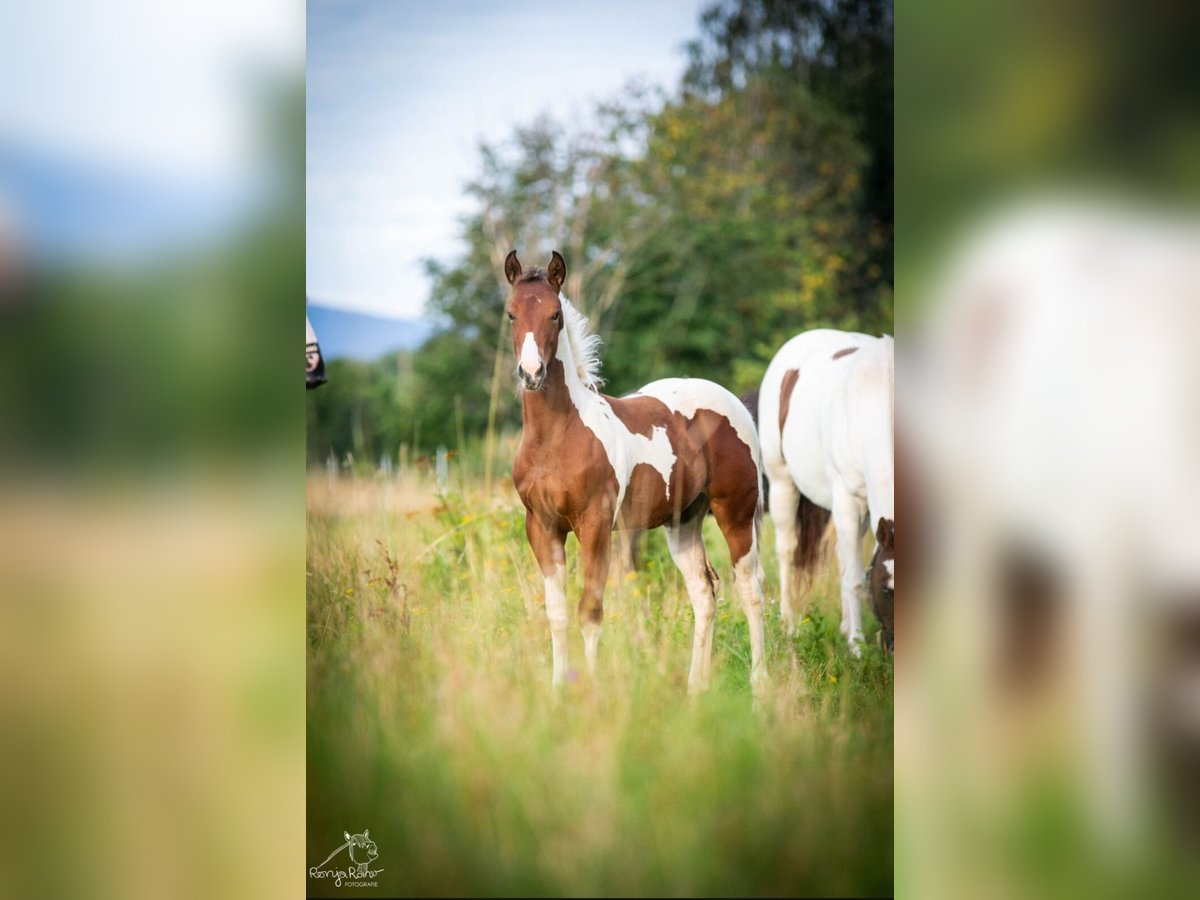 Paint Horse Merrie 1 Jaar 152 cm Tobiano-alle-kleuren in Danstedt