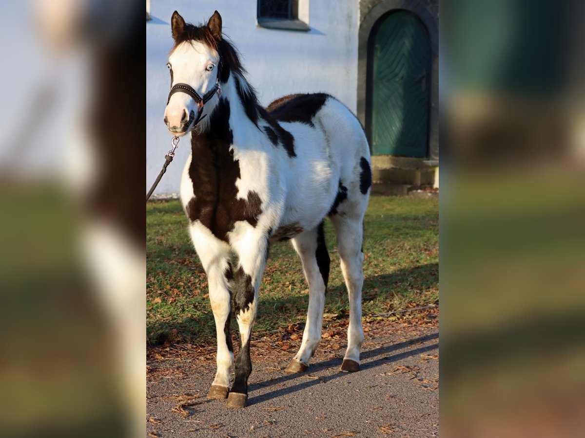 Paint Horse Merrie 1 Jaar 153 cm Overo-alle-kleuren in Hellenthal