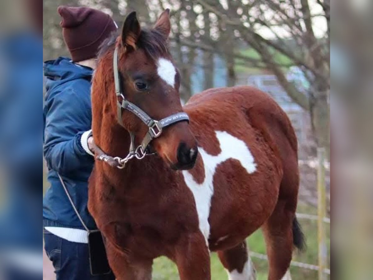 Paint Horse Merrie 1 Jaar 154 cm Gevlekt-paard in Könnern