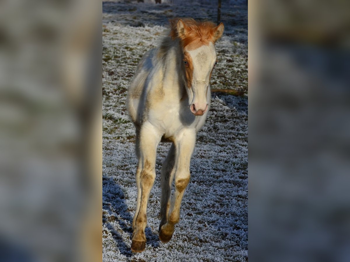 Paint Horse Merrie 1 Jaar 154 cm Gevlekt-paard in Buchbach