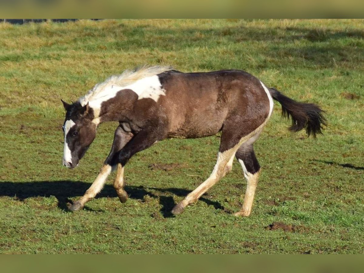 Paint Horse Merrie 1 Jaar 154 cm Grullo in Buchbach