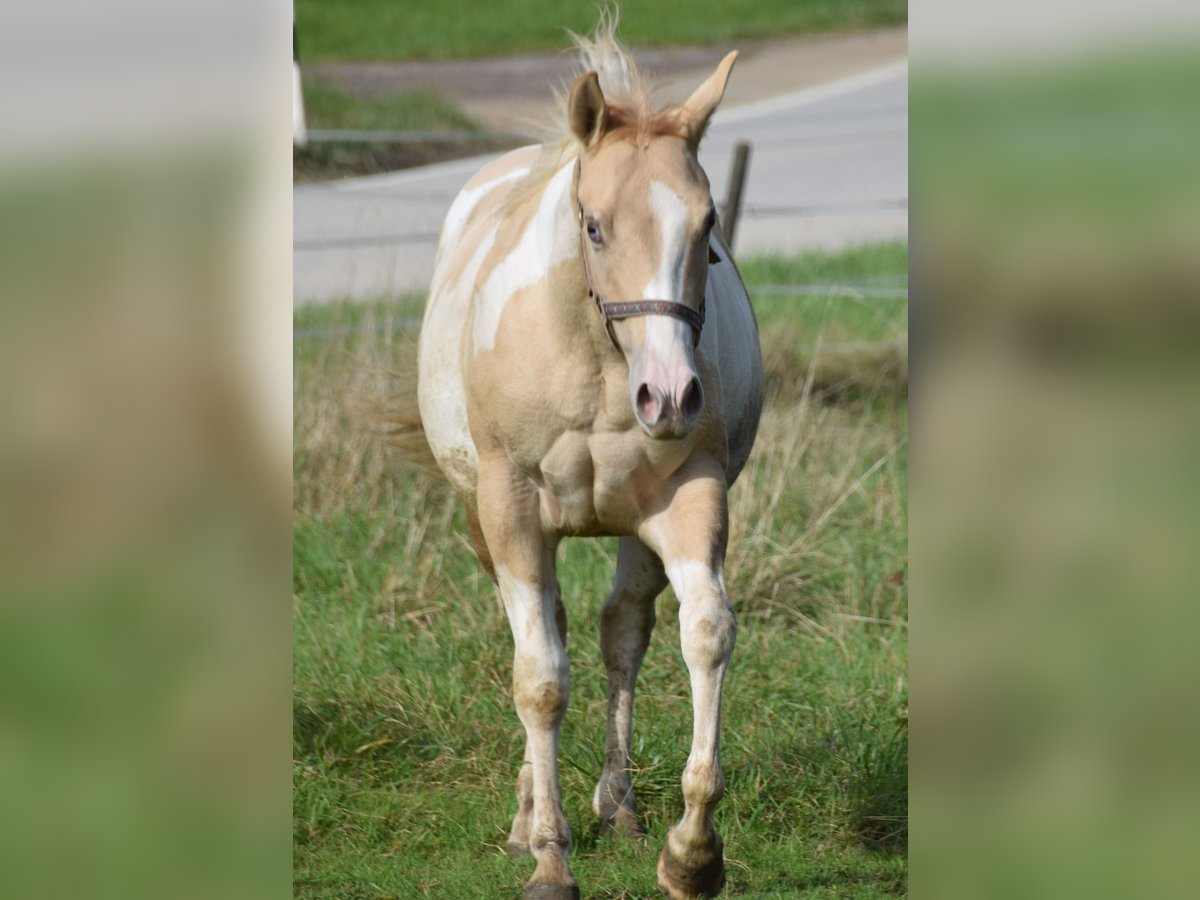 Paint Horse Merrie 1 Jaar 155 cm Gevlekt-paard in Buchbach