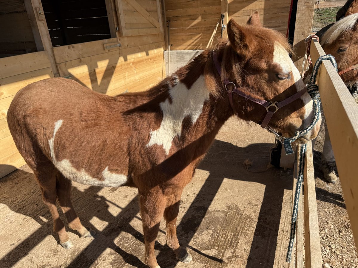 Paint Horse Merrie 1 Jaar 155 cm Overo-alle-kleuren in Edelsbach bei Feldbacj