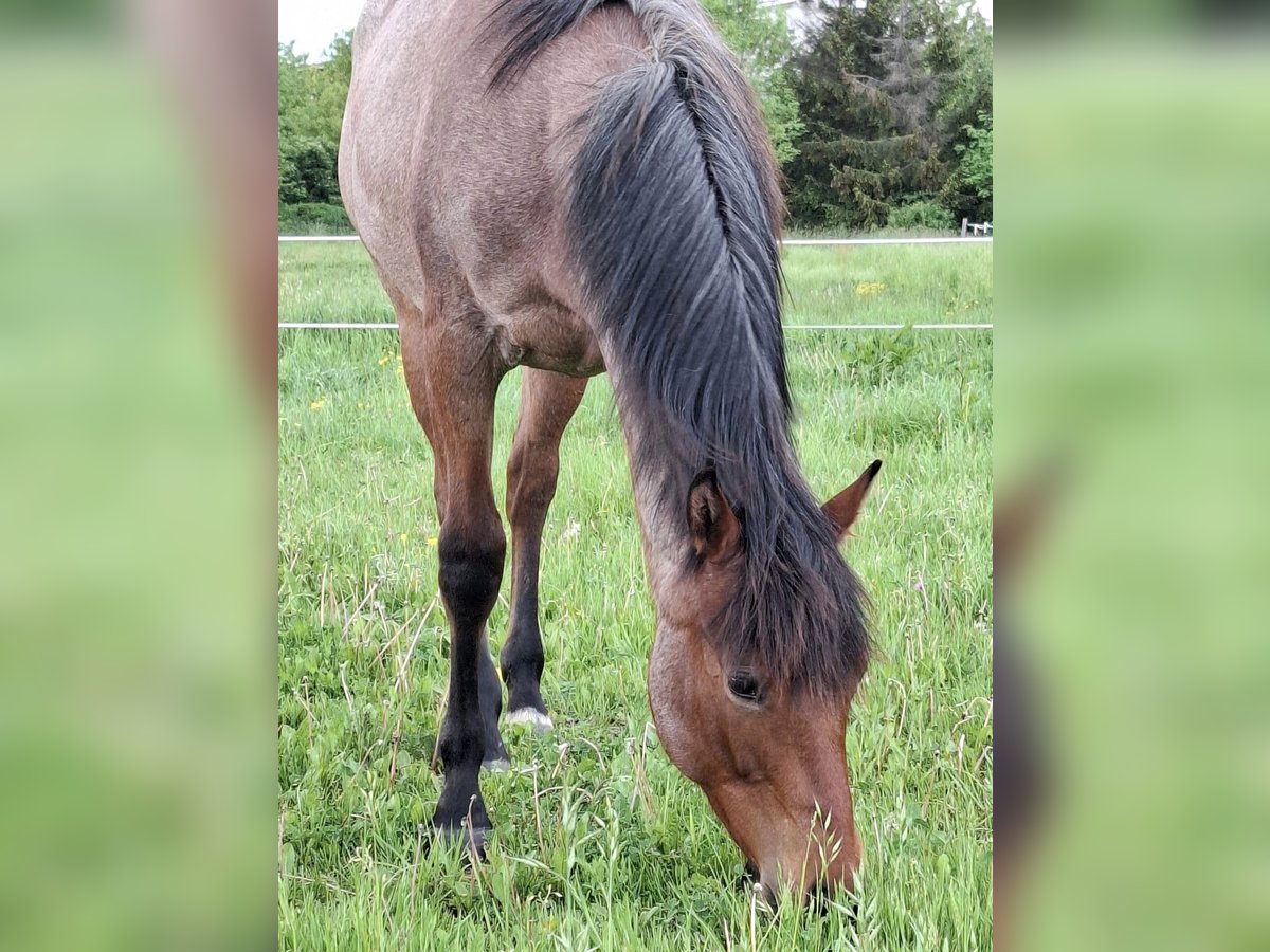 Paint Horse Merrie 1 Jaar 158 cm Roan-Bay in Auengrund