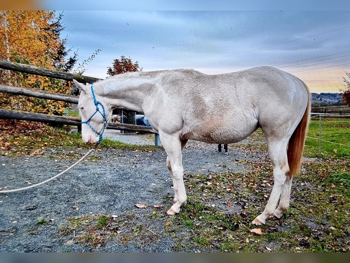 Paint Horse Merrie 1 Jaar Gevlekt-paard in Oelsnitz