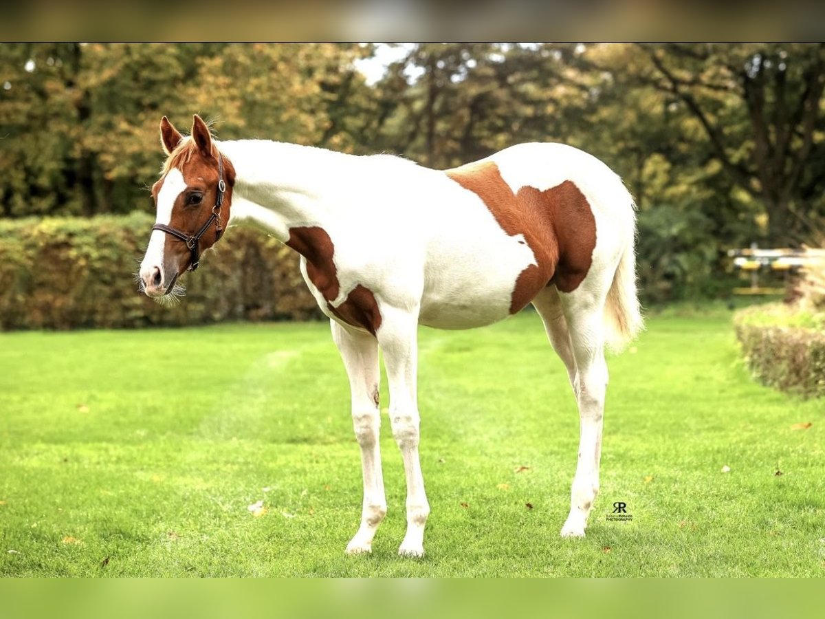 Paint Horse Merrie 1 Jaar Overo-alle-kleuren in Schrozberg