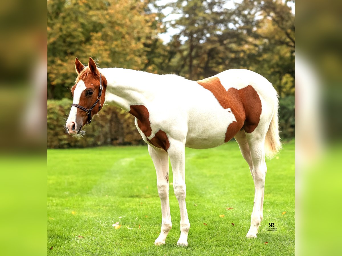 Paint Horse Merrie 1 Jaar Tobiano-alle-kleuren in Schrozberg