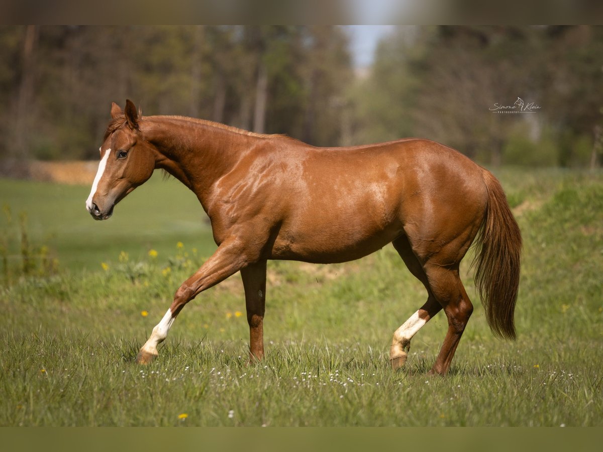 Paint Horse Merrie 2 Jaar 143 cm Vos in HÖCHSTBERG