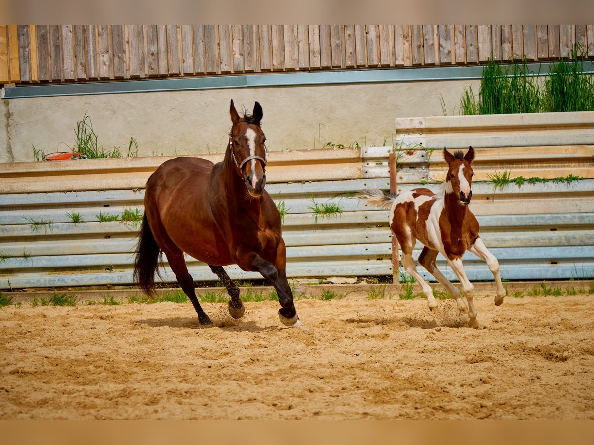 Paint Horse Merrie 2 Jaar 150 cm Gevlekt-paard in Eggenthal