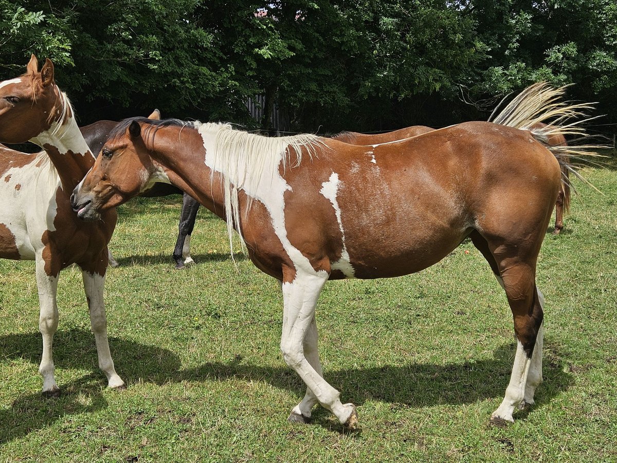 Paint Horse Merrie 2 Jaar 150 cm Gevlekt-paard in Eggenthal
