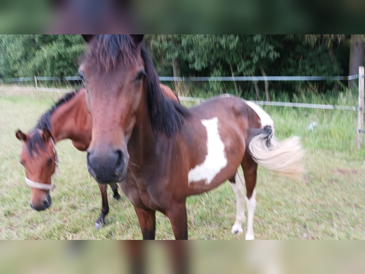 Paint Horse Mix Merrie 2 Jaar 150 cm Gevlekt-paard in Kirchheimbolanden