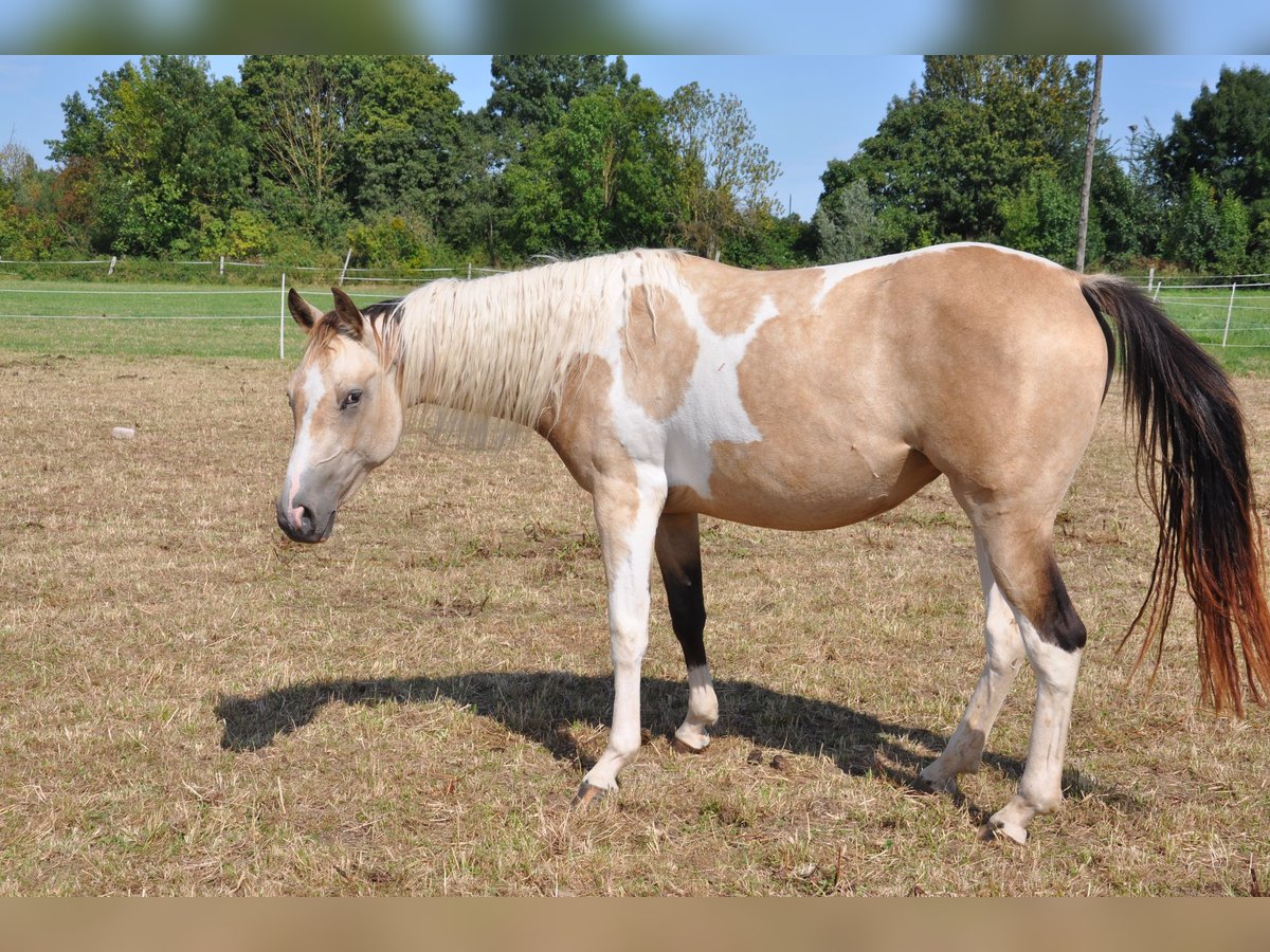 Paint Horse Merrie 2 Jaar 150 cm Tobiano-alle-kleuren in B&#xFC;ckeburg Evesen