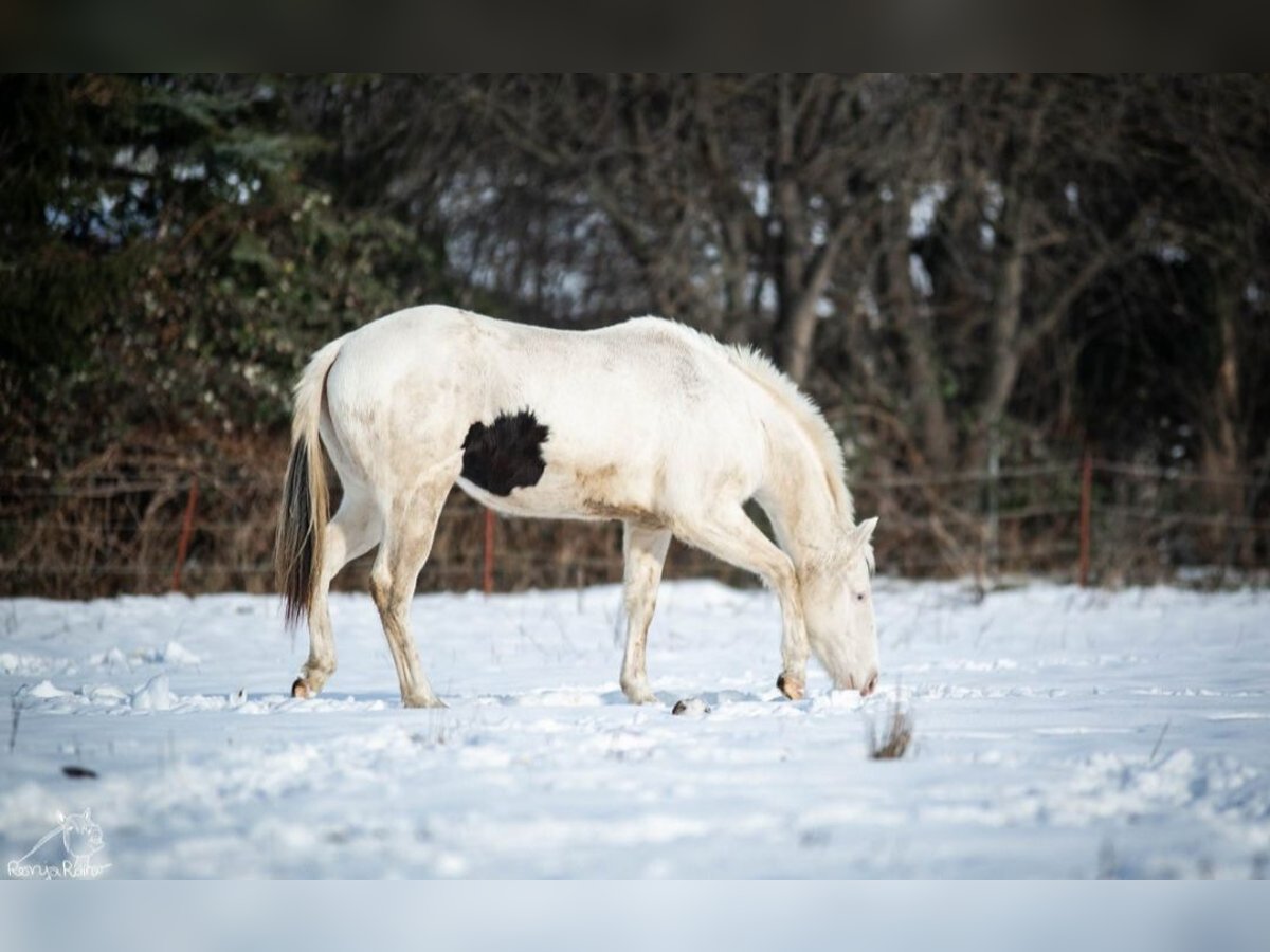 Paint Horse Merrie 2 Jaar 152 cm Gevlekt-paard in Danstedt