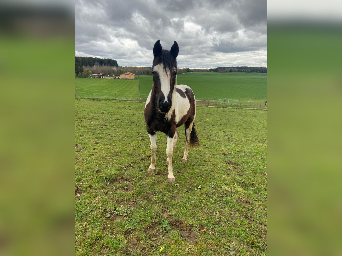 Paint Horse Merrie 2 Jaar 152 cm Zwart in Starnberg