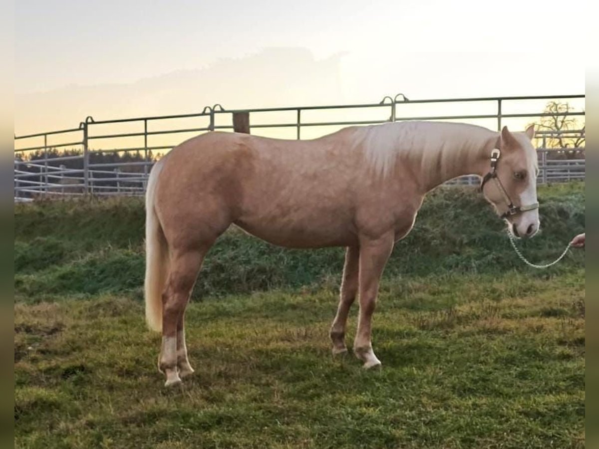 Paint Horse Merrie 2 Jaar Palomino in Rottweil