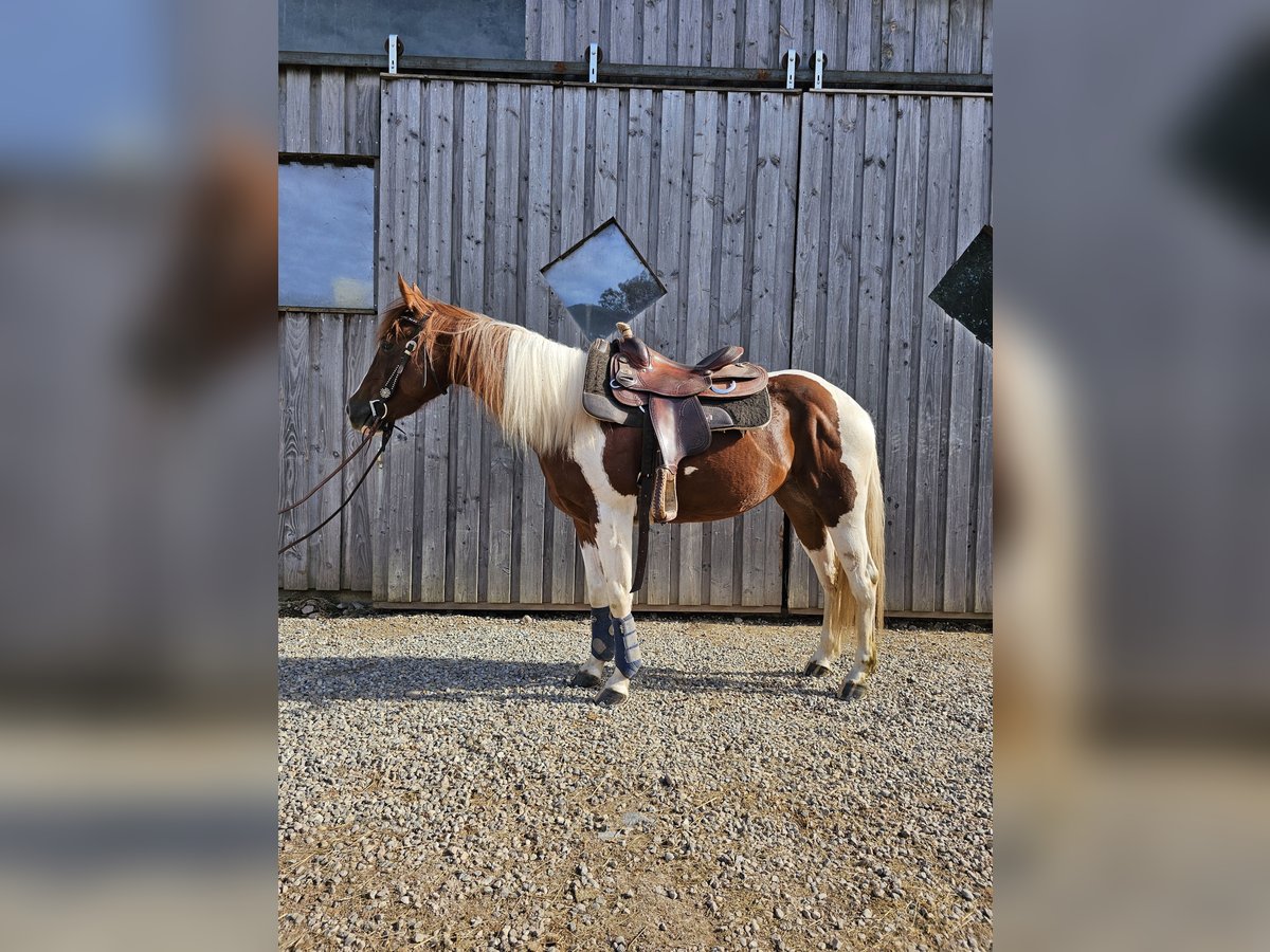 Paint Horse Merrie 3 Jaar 147 cm Tobiano-alle-kleuren in Steinen