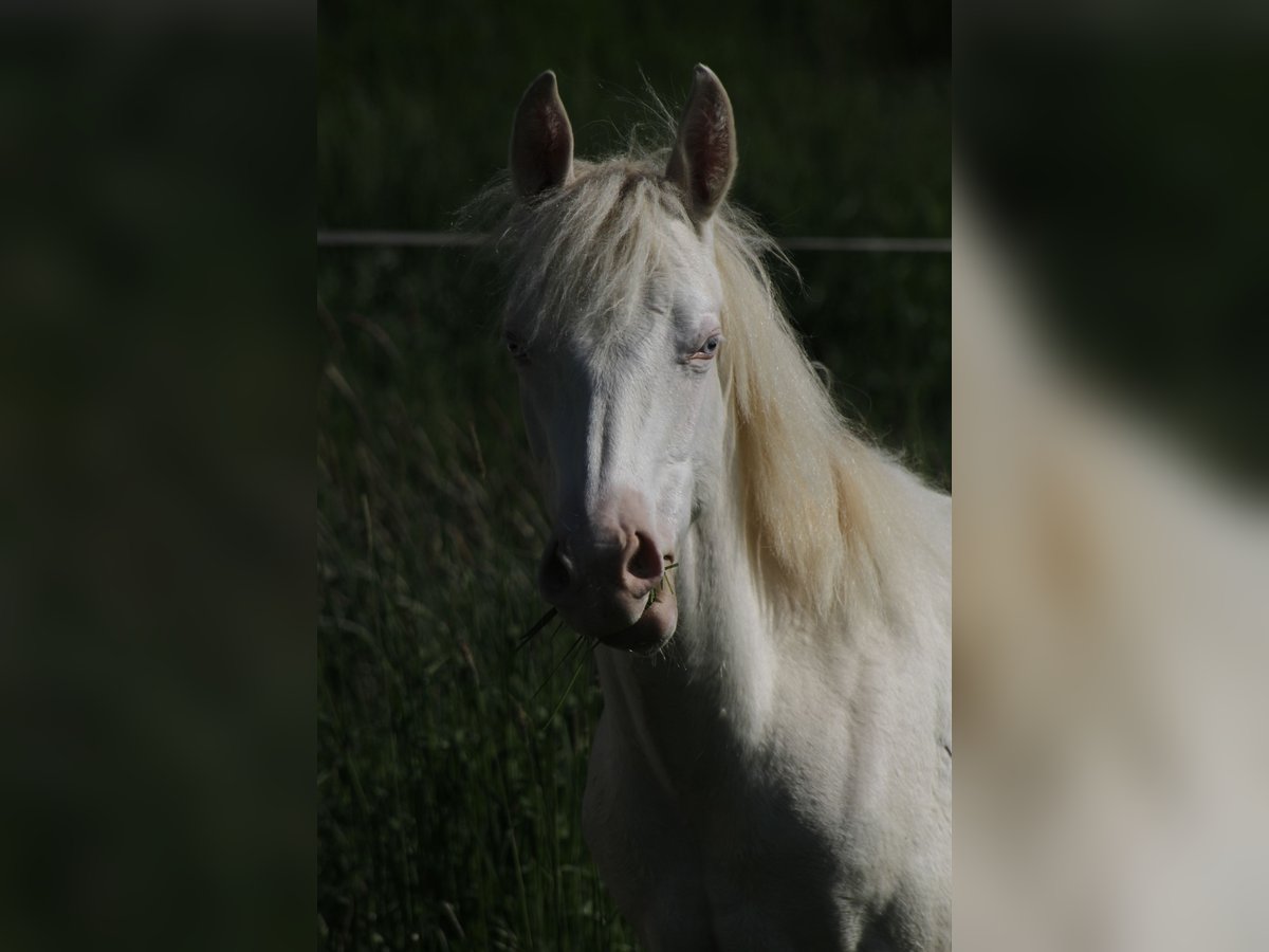 Paint Horse Merrie 3 Jaar 150 cm Perlino in Warburg