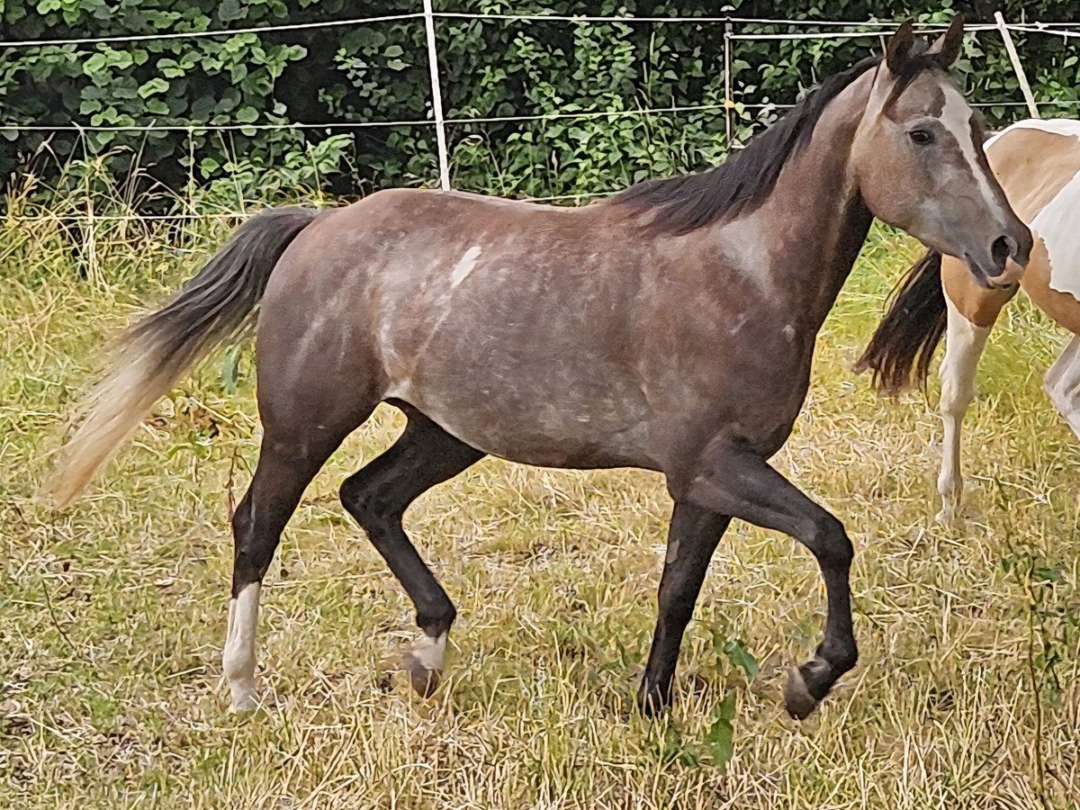 Paint Horse Merrie 3 Jaar 150 cm Vos in Eggenthal