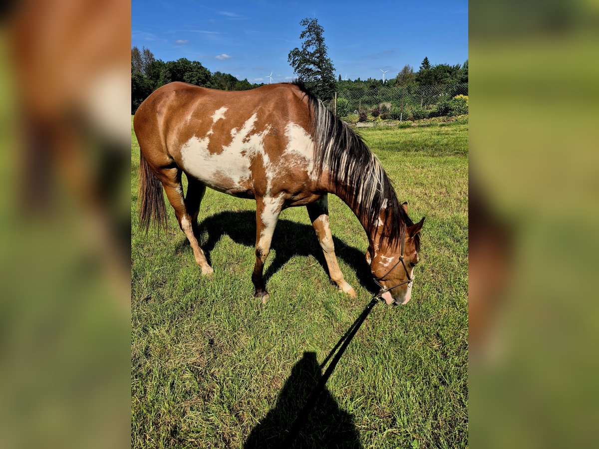 Paint Horse Merrie 3 Jaar 151 cm Overo-alle-kleuren in Schiffweiler