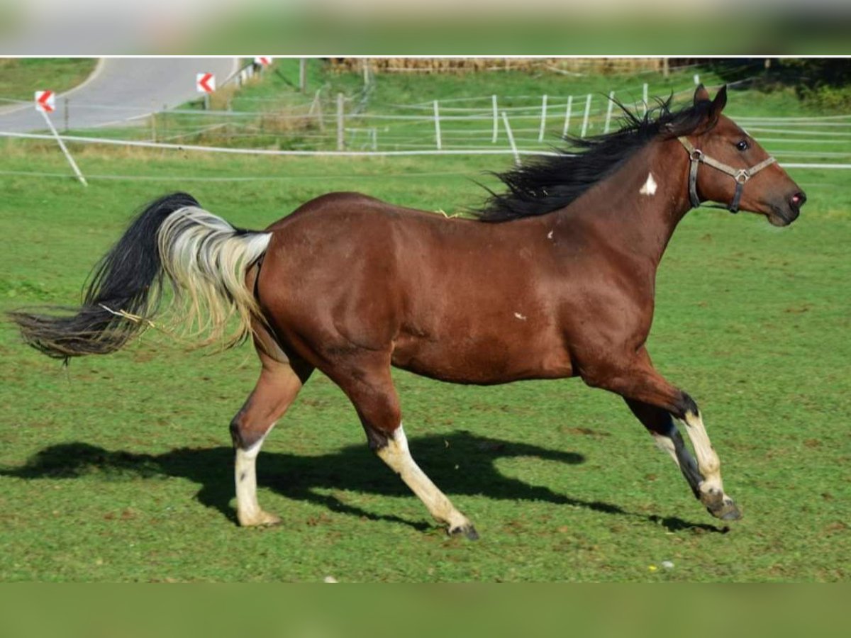 Paint Horse Merrie 3 Jaar 154 cm Tobiano-alle-kleuren in Buchbach