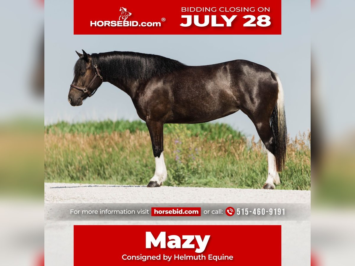 Paint Horse Mix Merrie 4 Jaar 145 cm Gevlekt-paard in Ames