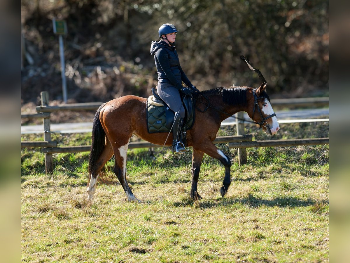 Paint Horse Mix Merrie 4 Jaar 145 cm Gevlekt-paard in Neustadt (Wied)