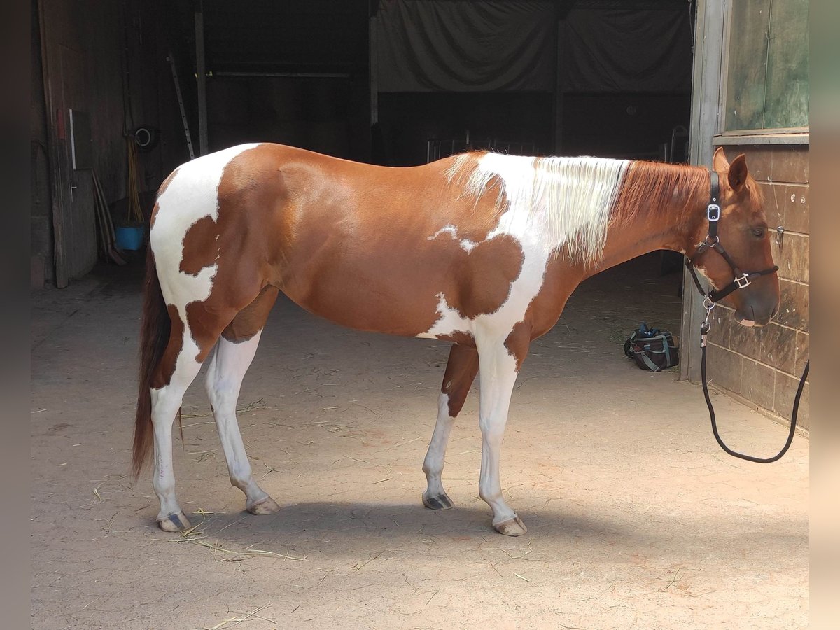 Paint Horse Merrie 4 Jaar 150 cm Gevlekt-paard in Zweibr&#xFC;cken