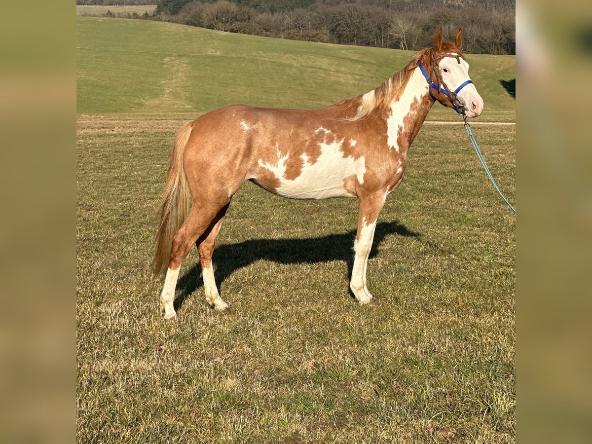 Paint Horse Merrie 4 Jaar 150 cm Overo-alle-kleuren in Hillesheim