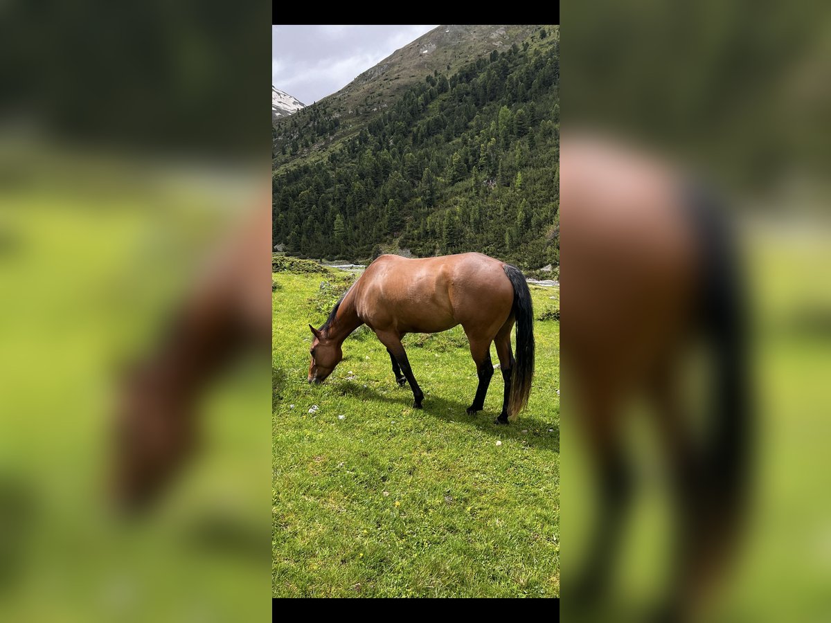 Paint Horse Merrie 4 Jaar 152 cm Bruin in Freidorf TG