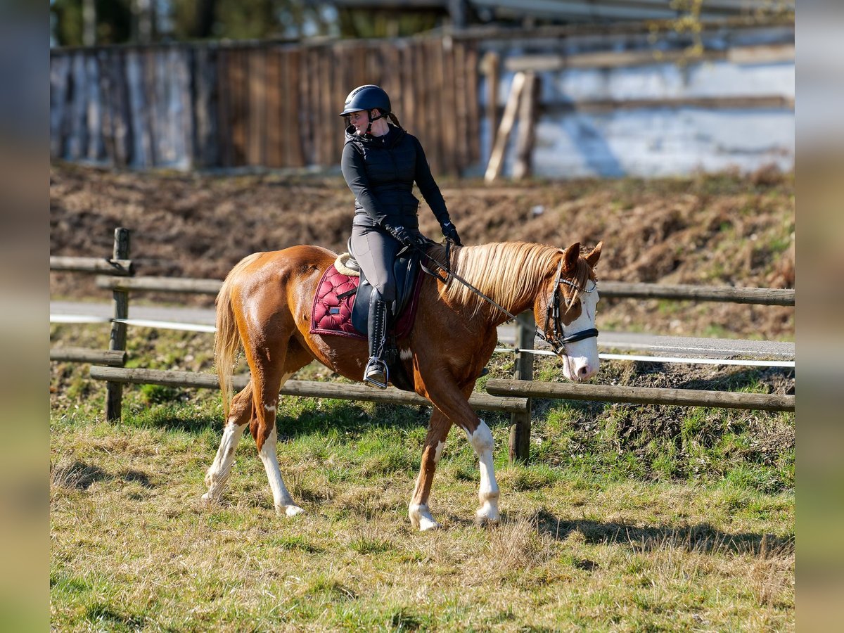 Paint Horse Mix Merrie 4 Jaar 154 cm Vos in Neustadt (Wied)