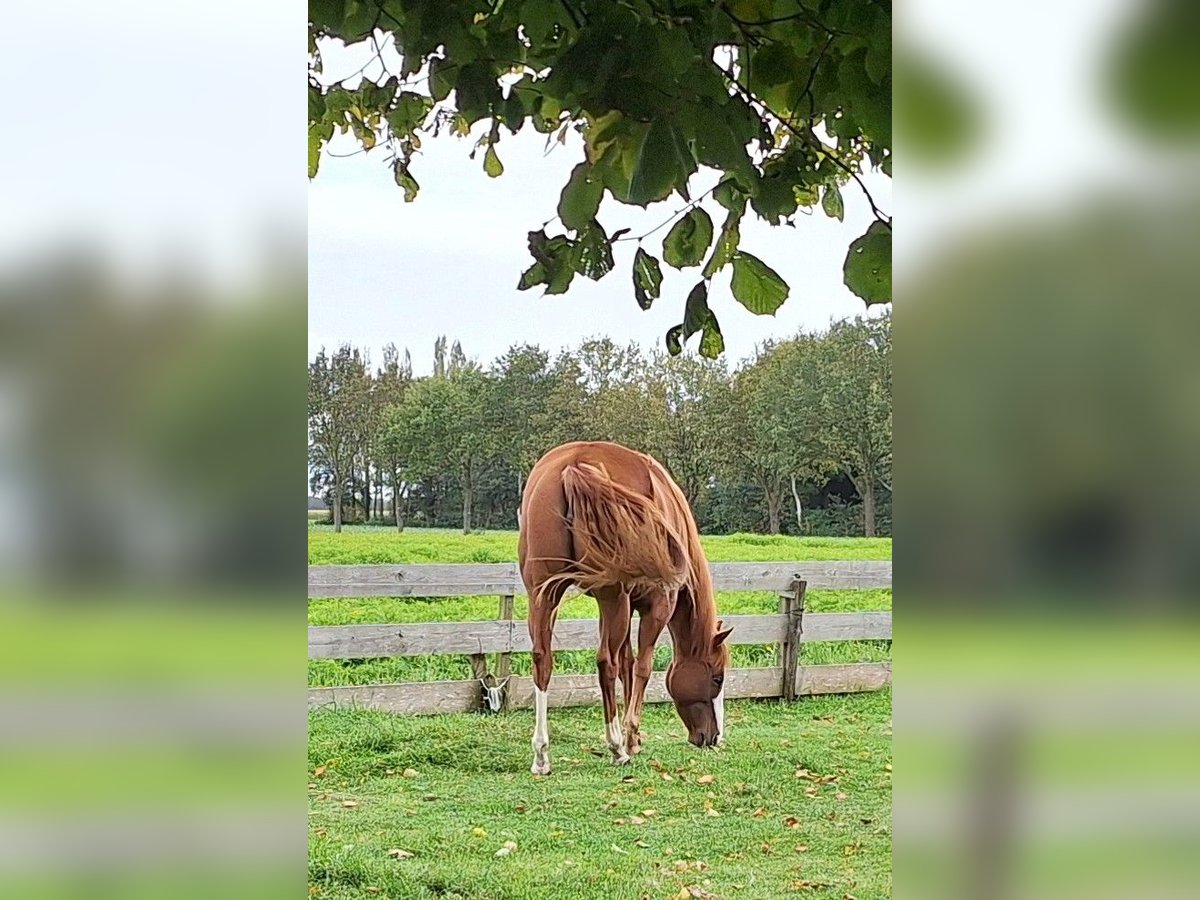 Paint Horse Merrie 4 Jaar 155 cm Gevlekt-paard in Mussel