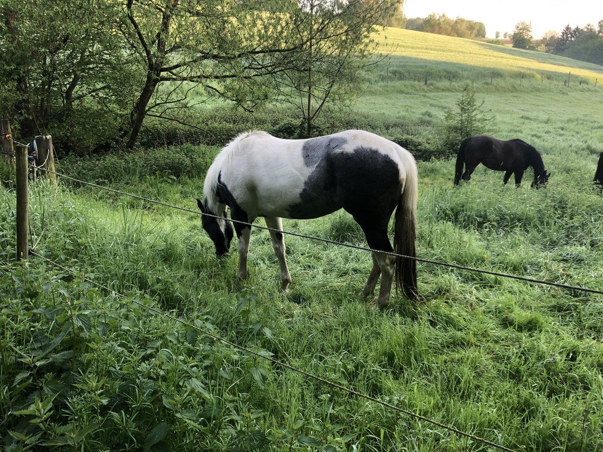 Paint Horse Merrie 4 Jaar 156 cm Gevlekt-paard in Heiligenhaus