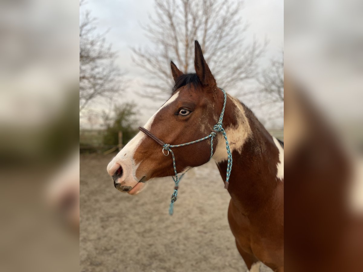 Paint Horse Merrie 5 Jaar 143 cm Gevlekt-paard in Müllheim