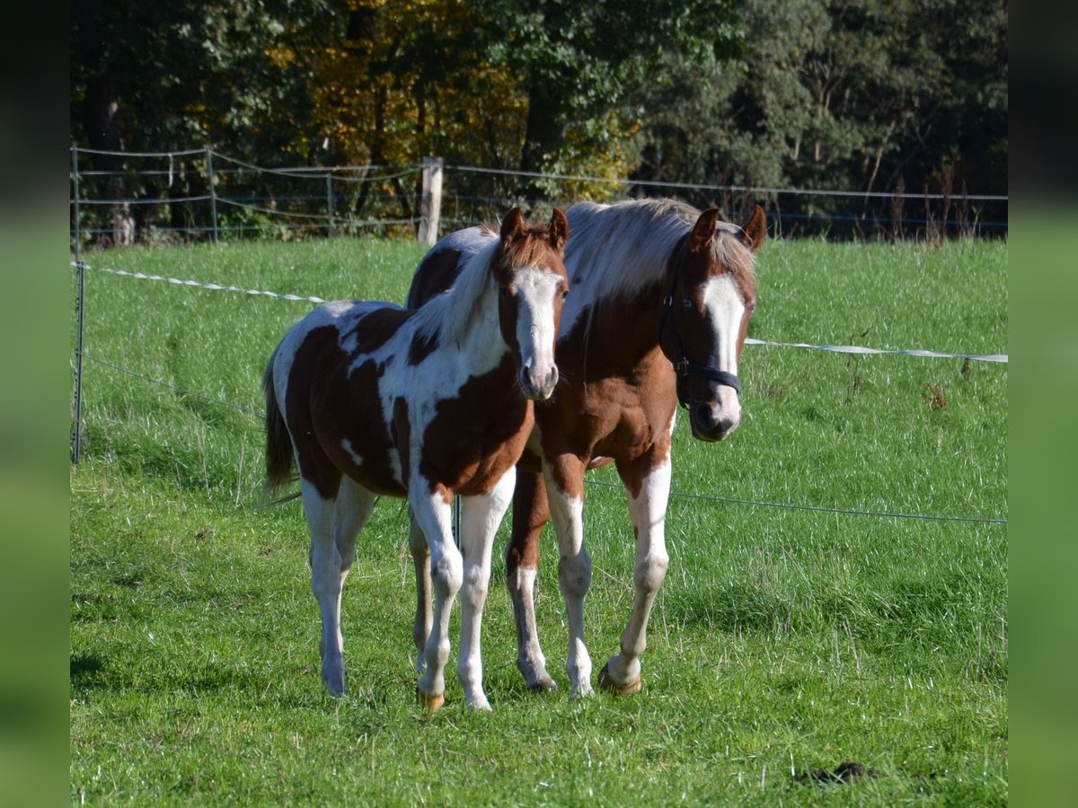 Paint Horse Merrie 5 Jaar 150 cm Gevlekt-paard in UELSEN